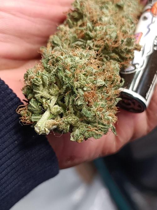 Biscotti Auto 🐒Gen. ATAMI Contest. Week 12