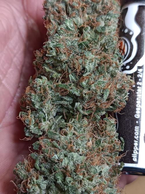 Biscotti Auto 🐒Gen. ATAMI Contest. Week 12