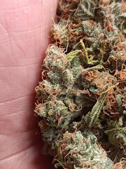 Biscotti Auto 🐒Gen. ATAMI Contest. Week 12