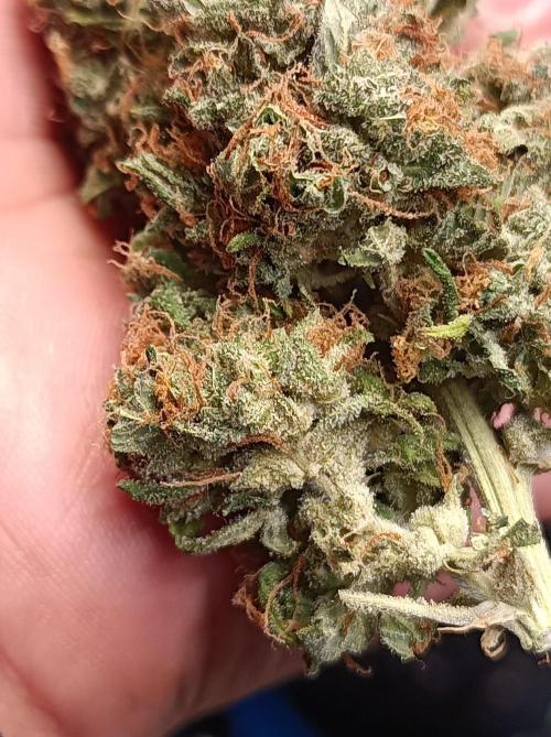 Biscotti Auto 🐒Gen. ATAMI Contest. Week 12