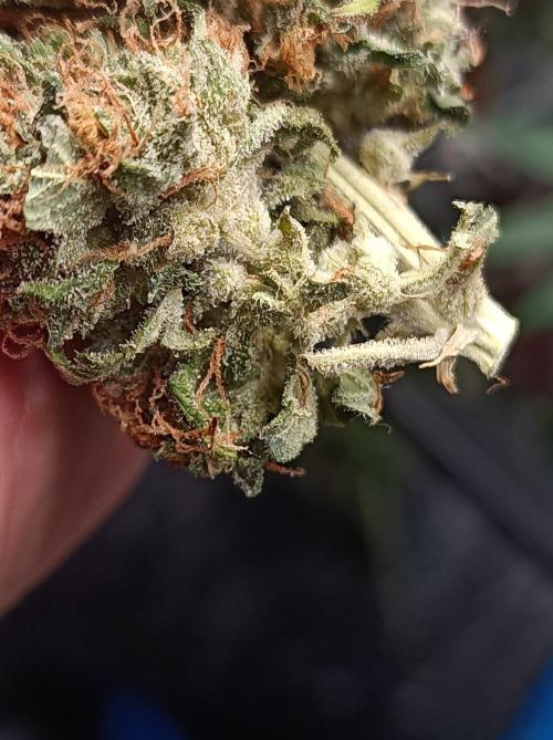Biscotti Auto 🐒Gen. ATAMI Contest. Week 12