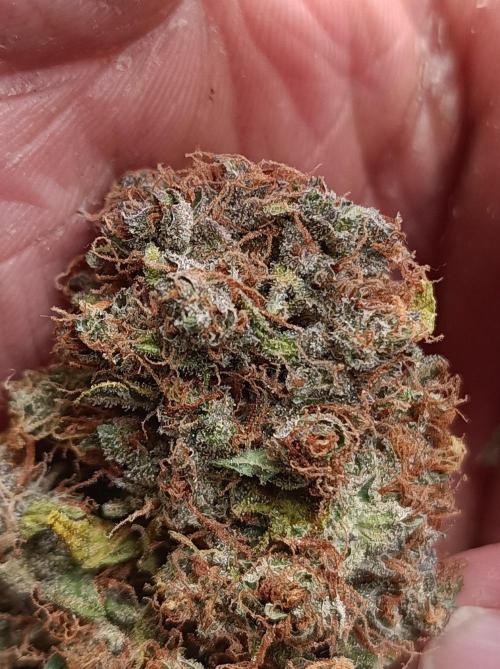 Biscotti Auto 🐒Gen. ATAMI Contest. Week 12