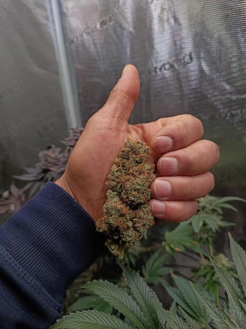 Biscotti Auto 🐒Gen. ATAMI Contest. Week 12