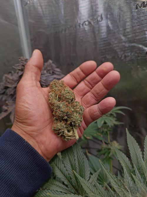 Biscotti Auto 🐒Gen. ATAMI Contest. Week 12