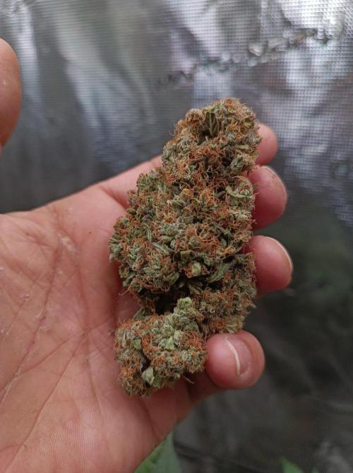 Biscotti Auto 🐒Gen. ATAMI Contest. Week 12