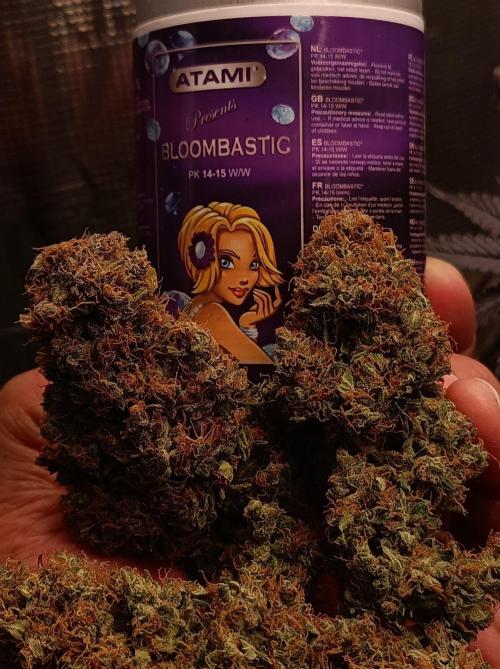 Biscotti Auto 🐒Gen. ATAMI Contest. Week 12