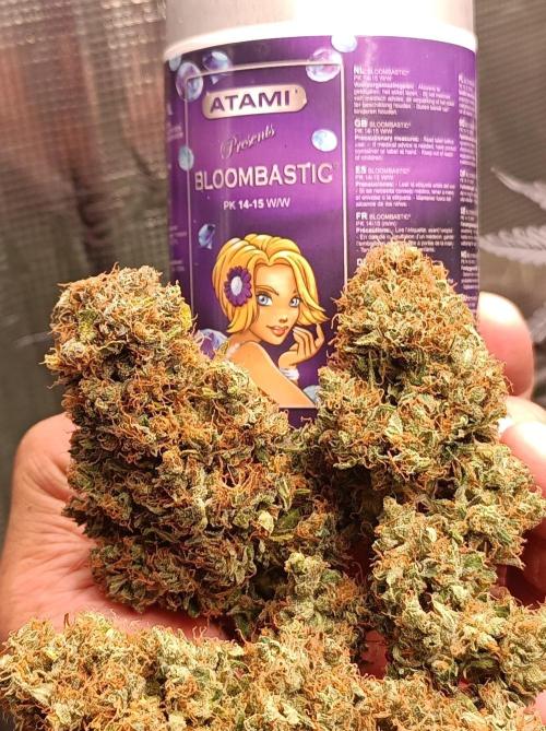 Biscotti Auto 🐒Gen. ATAMI Contest. Week 12