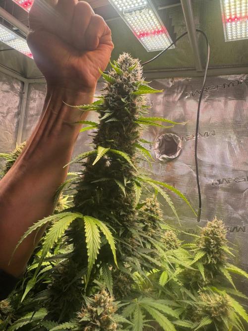 Biscotti Auto. Week 12