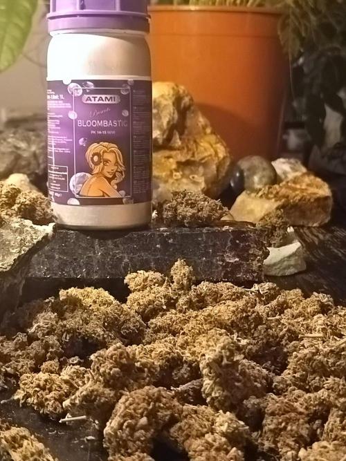 Jack Frost Widow Auto  Monkey Genetics🐒. Week 11