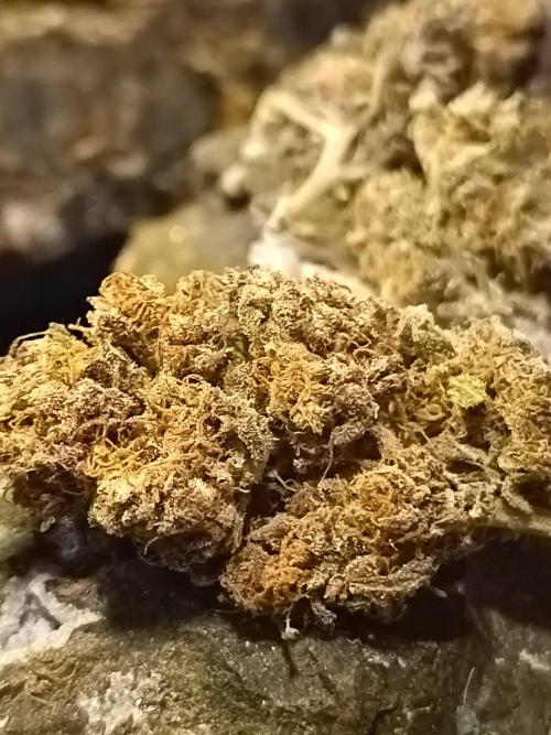 Jack Frost Widow Auto  Monkey Genetics🐒. Week 11