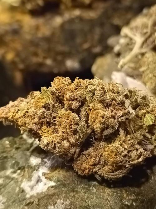 Jack Frost Widow Auto  Monkey Genetics🐒. Week 11