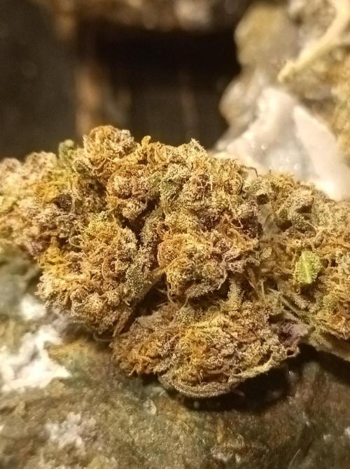 Jack Frost Widow Auto  Monkey Genetics🐒. Week 11