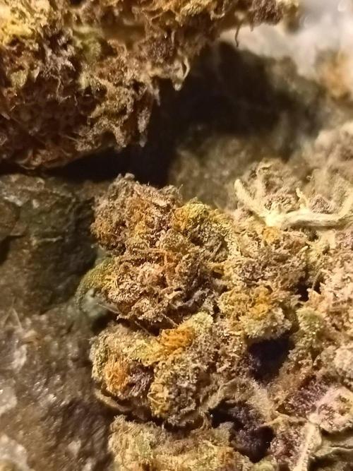 Jack Frost Widow Auto  Monkey Genetics🐒. Week 11