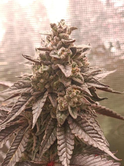Cosmic Kiss ⭐💋. Week 12