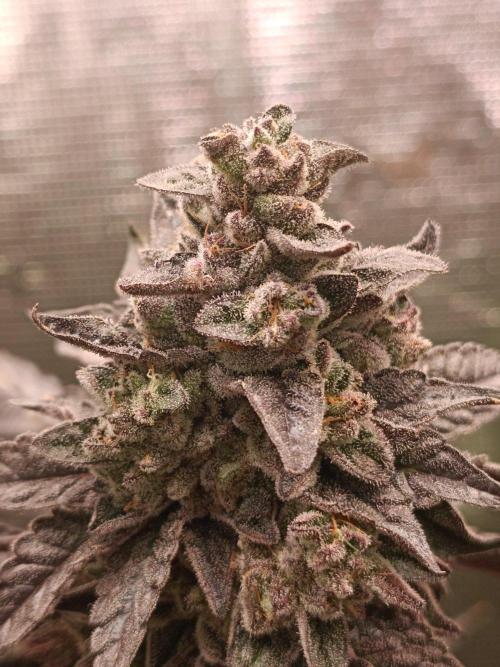 Cosmic Kiss ⭐💋. Week 12