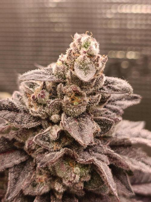 Cosmic Kiss ⭐💋. Week 12