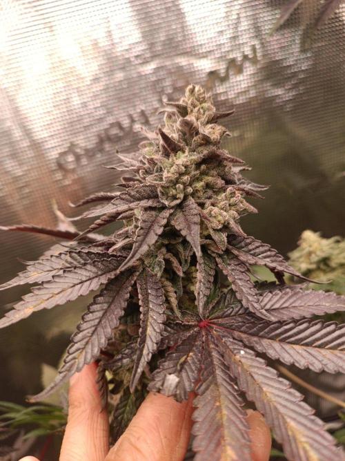 Cosmic Kiss ⭐💋. Week 12
