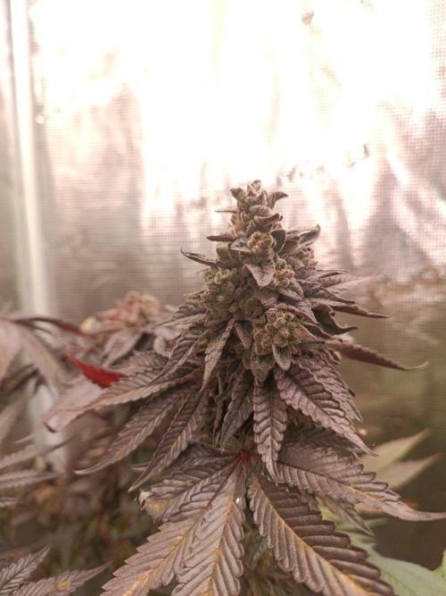 Cosmic Kiss ⭐💋. Week 12