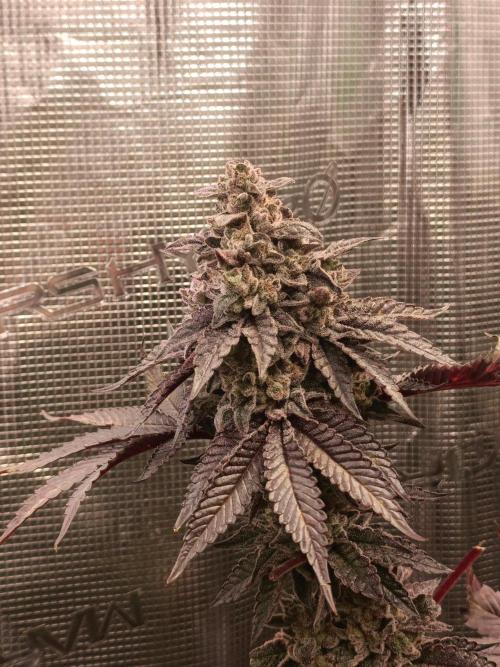 Cosmic Kiss ⭐💋. Week 12