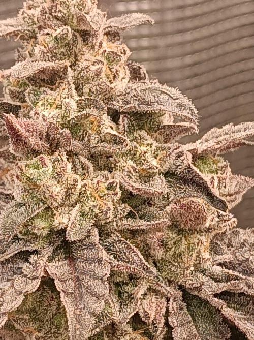 Cosmic Kiss ⭐💋. Week 12