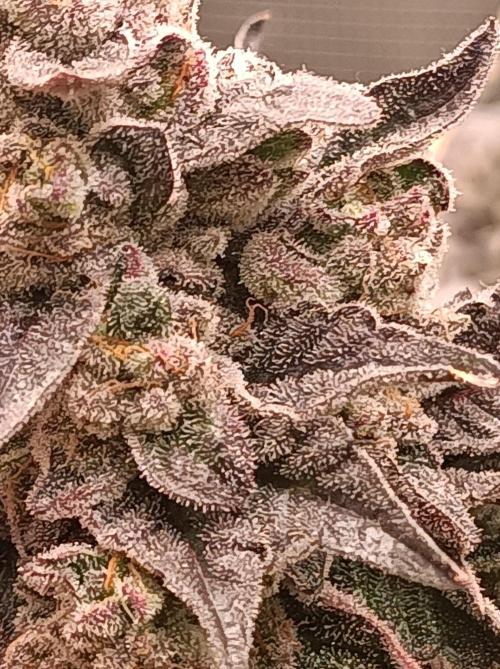 Cosmic Kiss ⭐💋. Week 12