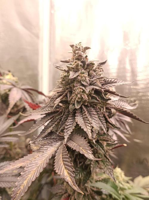 Cosmic Kiss ⭐💋. Week 12