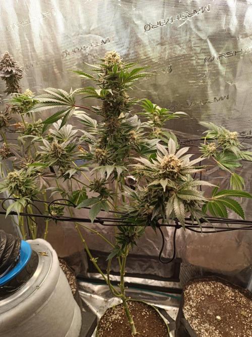 Honey Melon Kush 🍯🍉. Week 12