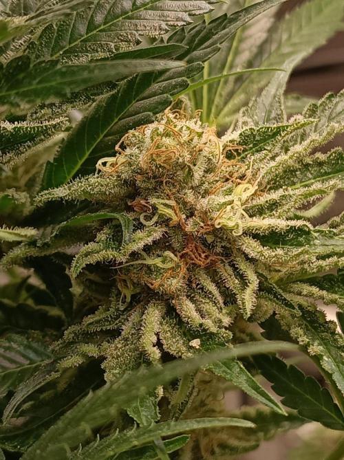 Honey Melon Kush 🍯🍉. Week 12
