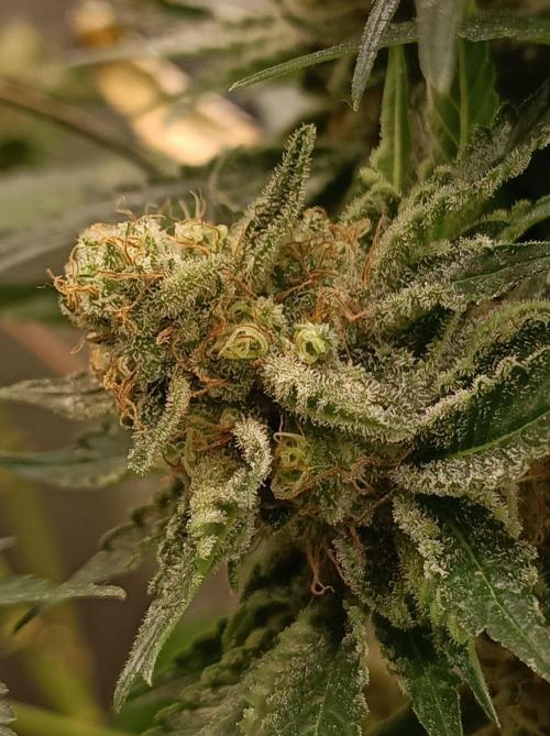 Honey Melon Kush 🍯🍉. Week 12