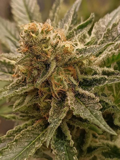 Honey Melon Kush 🍯🍉. Week 12