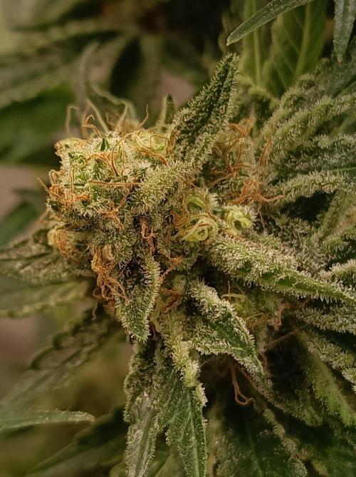 Honey Melon Kush 🍯🍉. Week 12