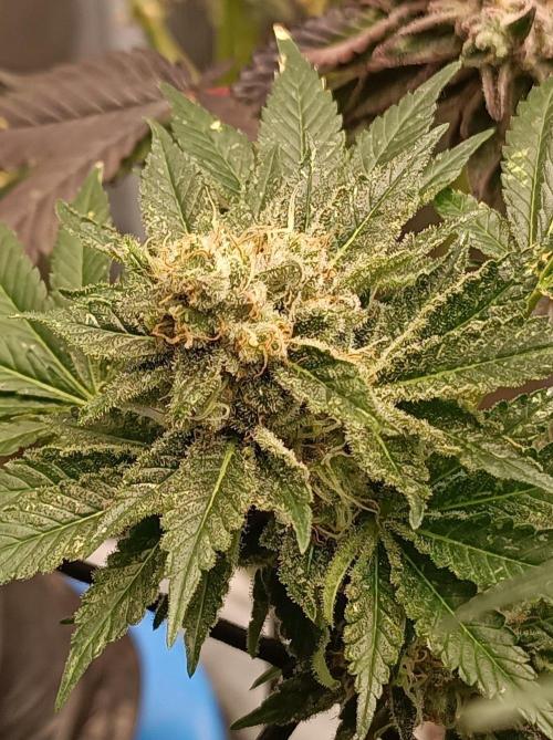 Honey Melon Kush 🍯🍉. Week 12
