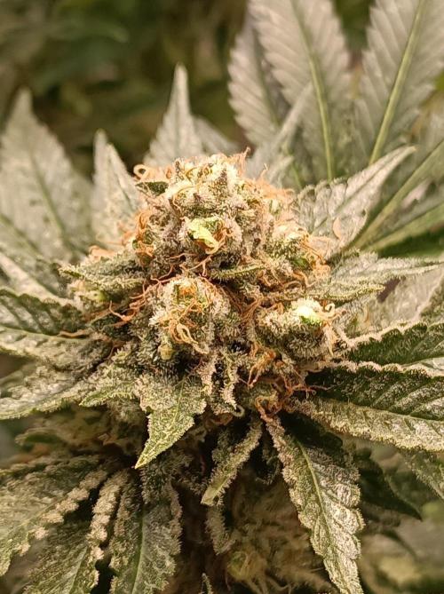 Honey Melon Kush 🍯🍉. Week 12