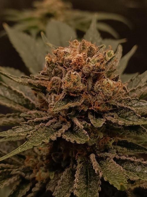 Honey Melon Kush 🍯🍉. Week 12