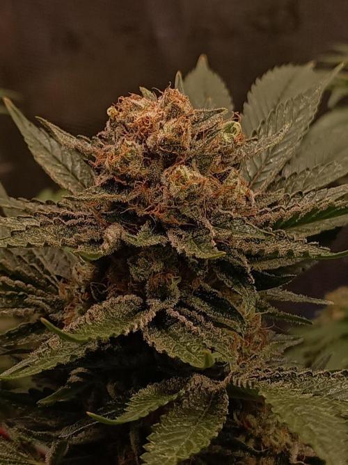 Honey Melon Kush 🍯🍉. Week 12
