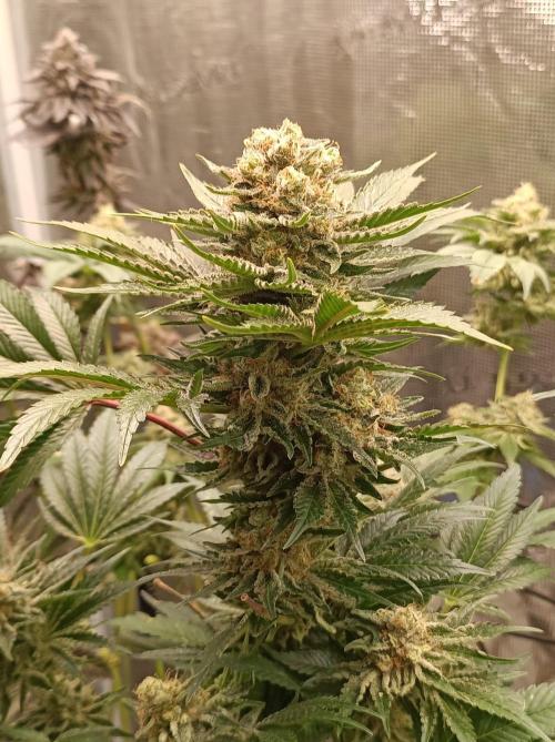 Honey Melon Kush Auto. Week 12