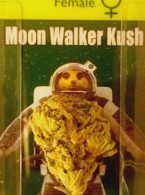 Moon Walker Kush🌚Greenhouse. Week 26