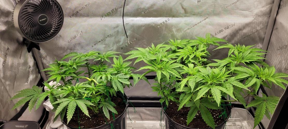 3rd Coco grow. Week 5