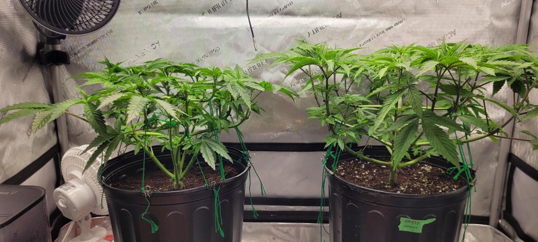 3rd Coco grow. Week 5