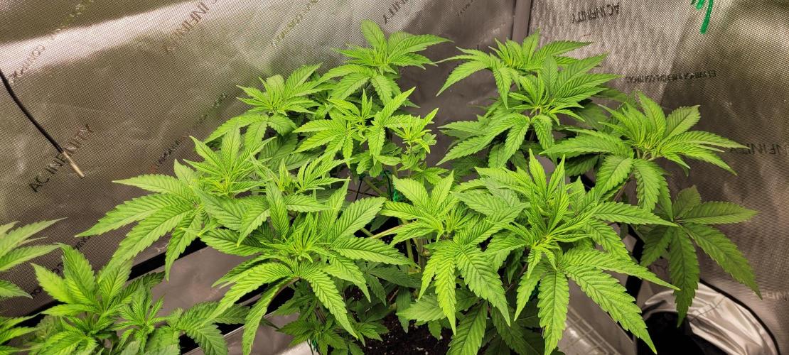 3rd Coco grow. Week 5