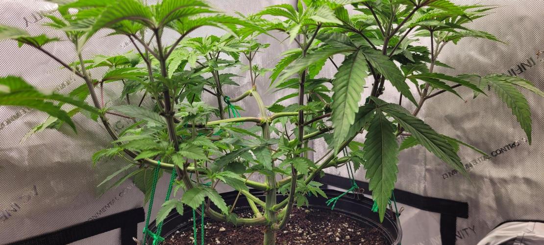 3rd Coco grow. Week 5