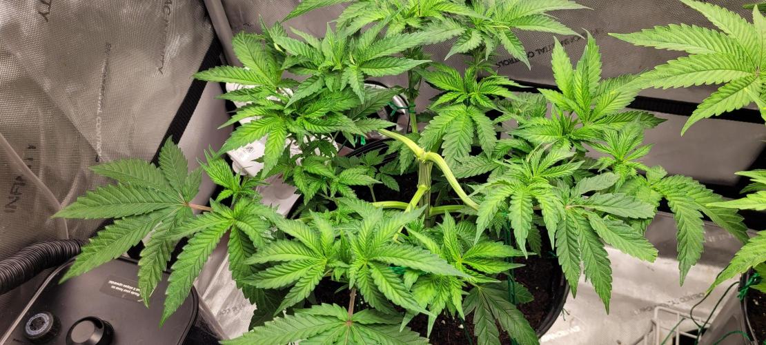 3rd Coco grow. Week 5