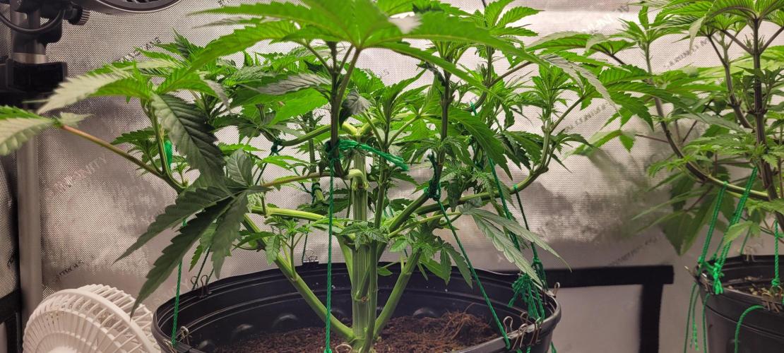 3rd Coco grow. Week 5