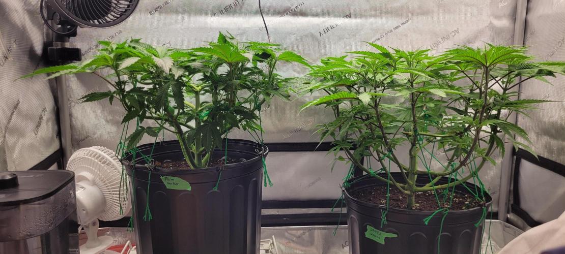 3rd Coco grow. Week 6