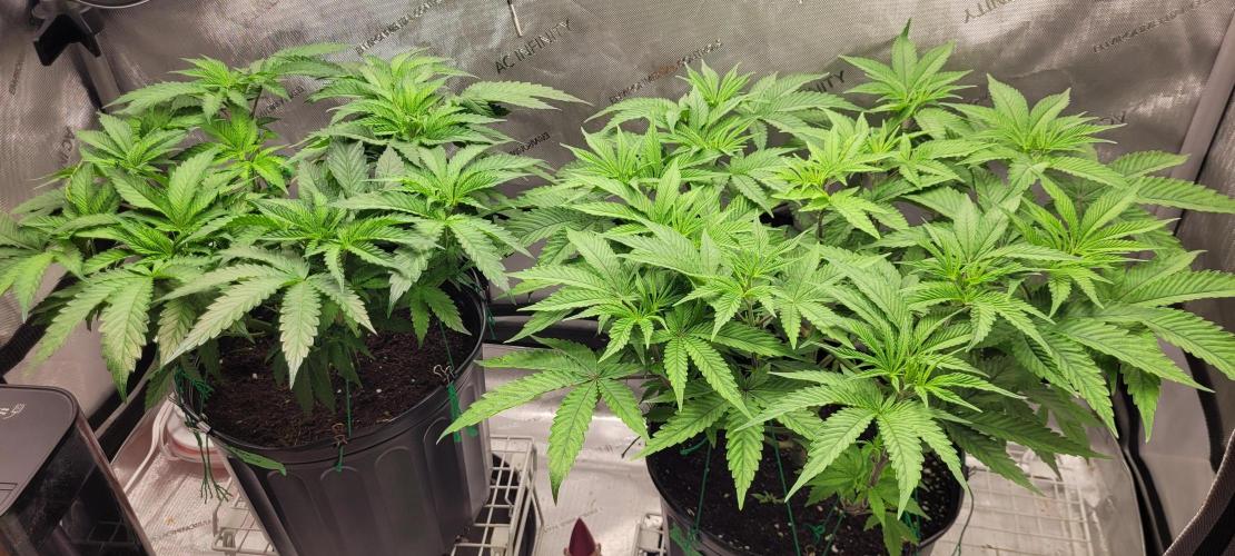 3rd Coco grow. Week 6