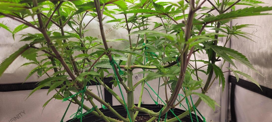 3rd Coco grow. Week 6