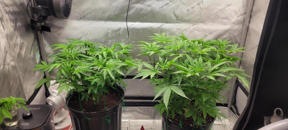 3rd Coco grow. Week 6