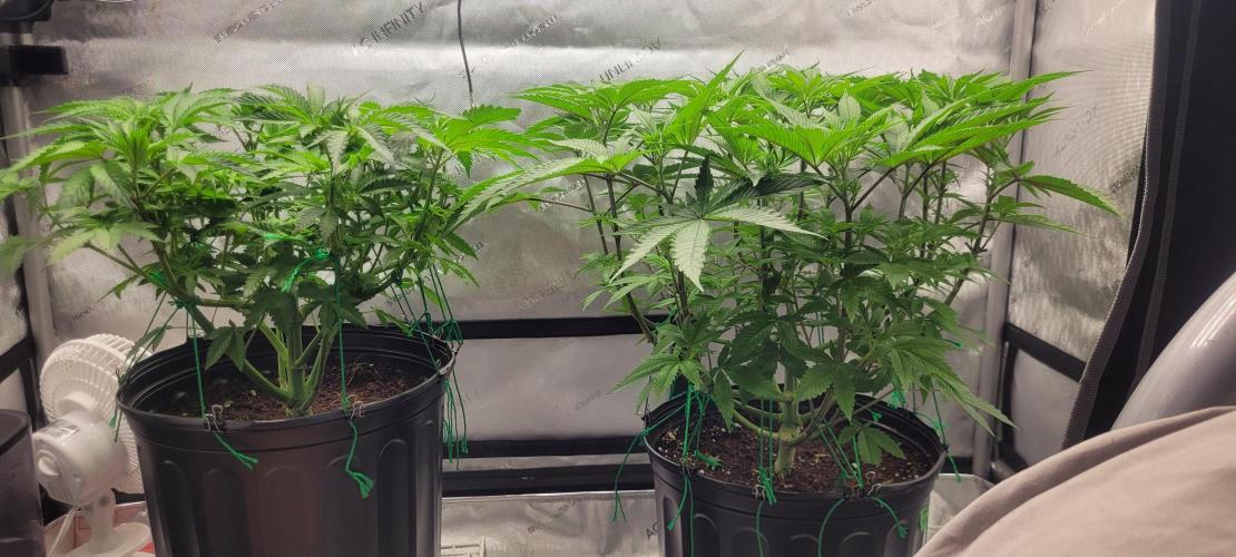 3rd Coco grow. Week 6