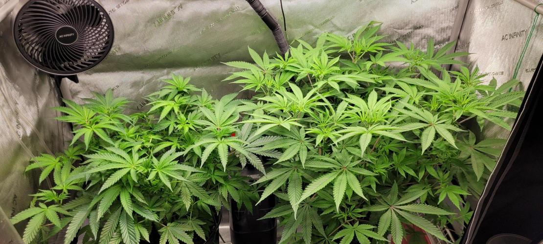 3rd Coco grow. Week 7