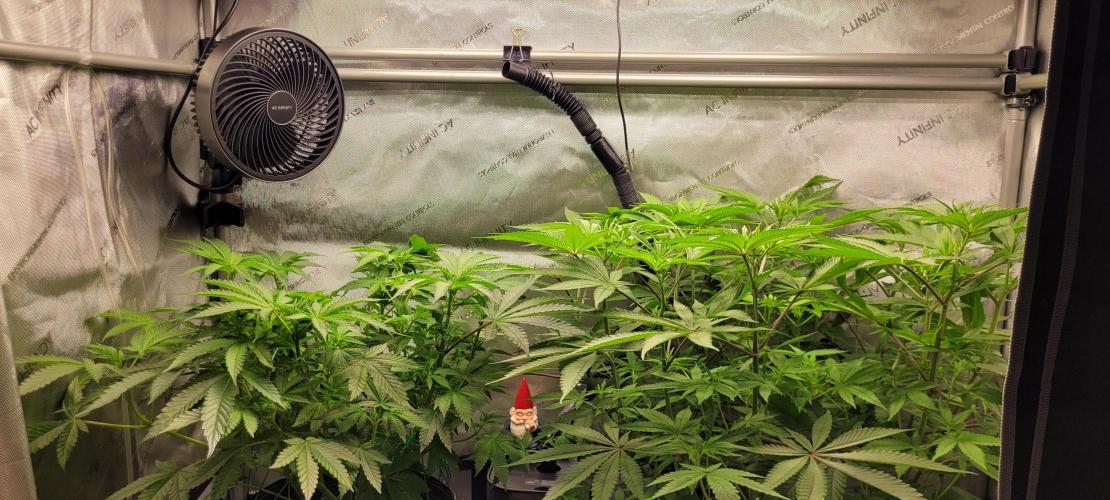 3rd Coco grow. Week 7